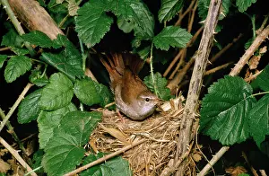 Gillean White: Cettis Warbler - at nest