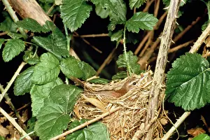 Gillean White: Cetti's Warbler - on nest