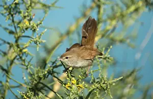 Cetti: Cetti's Warbler with raised tail on territory
