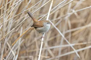 David Chapman: Cetti's Warbler - Reed Bed - UK