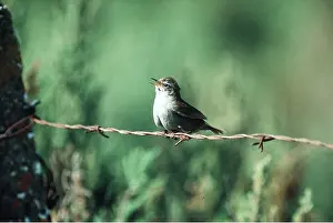 Wire: CETTIS WARBLER - singing on barbed wire