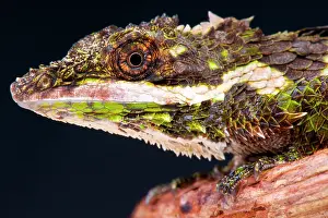 Agama: Ceylon Deaf Agama (Cophotis ceylanica), Sri Lanka
