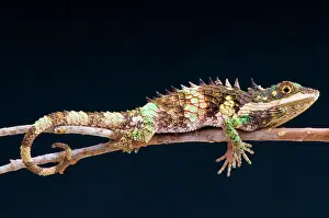 Agama: Ceylon Deaf Agama (Cophotis ceylanica), Sri Lanka