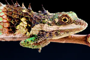 Agama: Ceylon Deaf Agama (Cophotis ceylanica), Sri Lanka