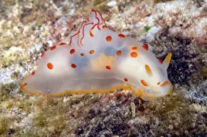 Gymnodoris: Ceylon Gymnodoris Nudibranch