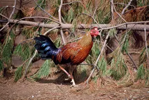 Junglefowl: CEYLON JUNGLEFOWL
