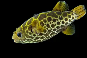 Trunkfish: Ceylon Pufferfish (Tetraodon fluviatilis), captive