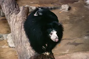 Inornatus: Ceylon Sloth Bear