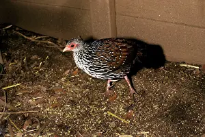 Spurfowls: Ceylon Spurfowl - male