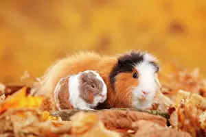 Tortie: CH-Teddy guinea pigs, female and young animal, tortie-white