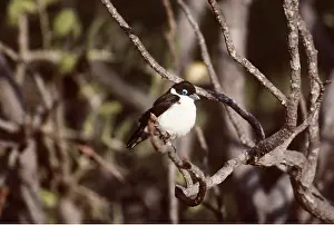 Alan Greensmith: CHABERT'S VANGA BIRD - on branch