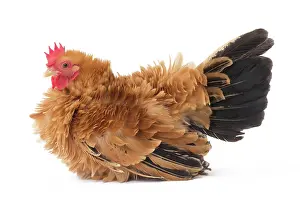 Bantam: Chabo / Black Tailed Buff Japanese Bantam Chicken hen fawn