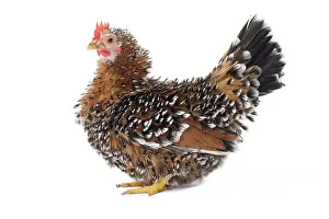 Bantam: Chabo Chicken / Japanese Bantam Chicken