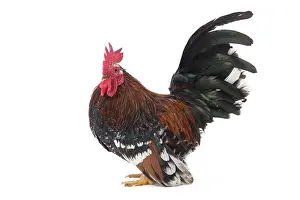 Bantam: Chabo / Japanese bantam Chicken Cockerel / Rooster
