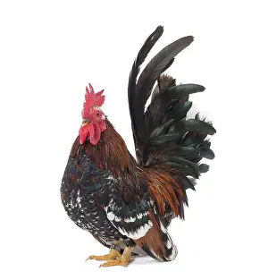 Bantam: Chabo / Japanese bantam Chicken Cockerel / Rooster