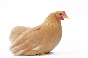 Bantam: Chabo / Japanese bantam Chicken fawn without tail