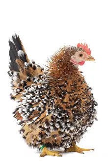 Bantam: Chabo / Japanese bantam Chicken hen frizzle-feathered