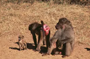Oestrus: CHACHA BABOON - Female offers herself to male