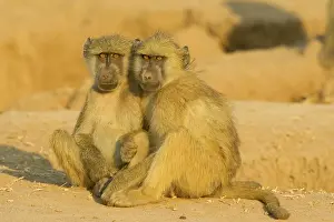Subadults: Chacma Baboon - 2 subadults in the light of the