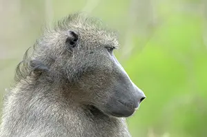 Ursinus: Chacma Baboon