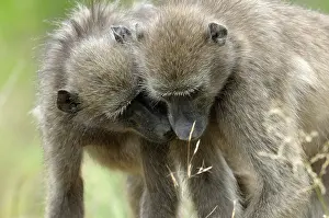 Ursinus: Chacma Baboon