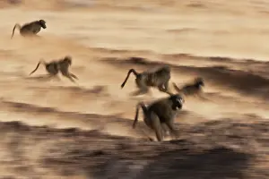 Ursinus: Chacma Baboon