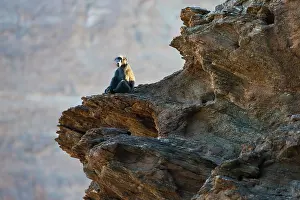 Ursinus: Chacma Baboon