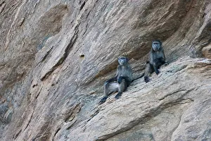 Ursinus: Chacma Baboon