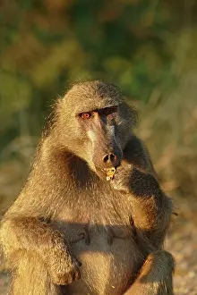 Ursinus: Chacma Baboon