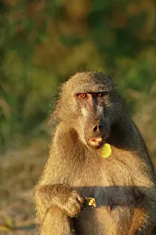 Ursinus: Chacma Baboon