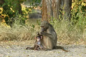 Chewing: Chacma Baboon