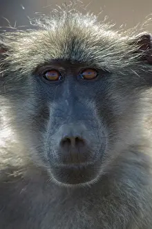 Ursinus: Chacma Baboon