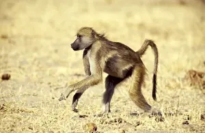 Zimbabwe: CHACMA BABOON