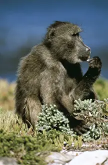 Baboons: Chacma Baboon