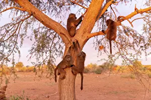 Youngsters: CHACMA BABOON