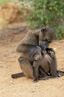 Color Photo: CHACMA BABOON