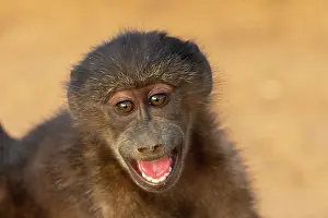 Color Photo: CHACMA BABOON