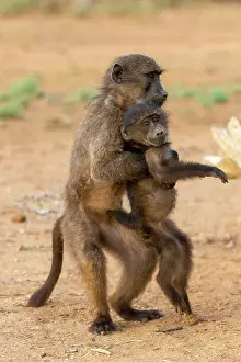 Color Photo: CHACMA BABOON