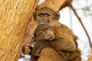 Color Photo: CHACMA BABOON