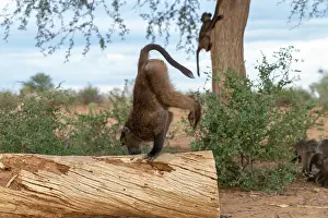 Color Photo: CHACMA BABOON