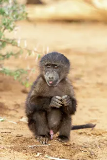 Color Photo: CHACMA BABOON