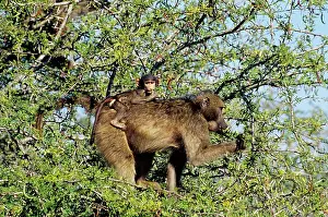 Cynocephalus: Chacma BABOON - adult with baby on back feeding