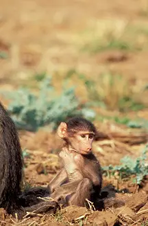 Ingrid Van Den Berg: Chacma BABOON - baby
