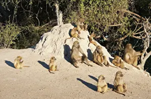 Troops: Chacma Baboon - basking at a termite hill in the