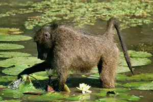Waterlilies: Chacma Baboon - Feeding on water lilies