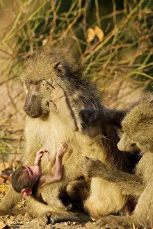 Groomed: Chacma Baboon - Female with young is being groomed