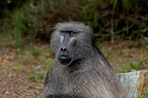 310517: Chacma Baboon male 0557