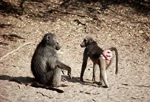 Baboons: CHACMA BABOON - In oestrus showing pink bottom