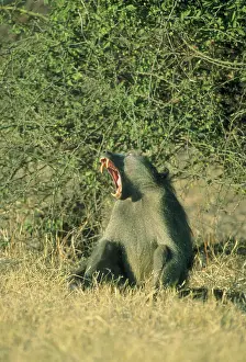 Talk: Chacma Baboon, (Papio cyanocephalus), Botswana