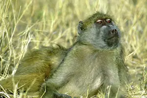 Chacma: Chacma Baboon, (Papio cyanocephalus), laying